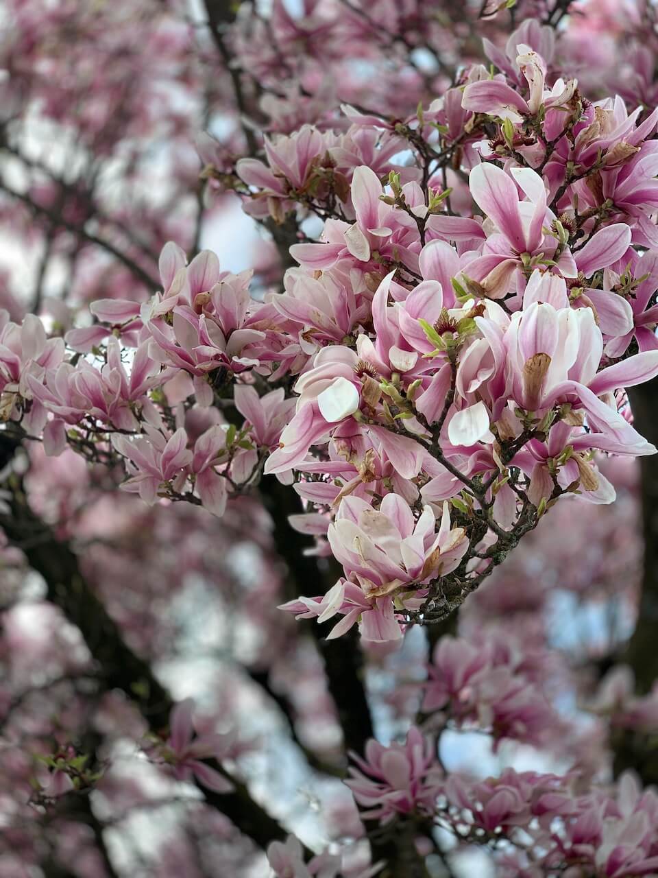 Roze Magnolia in bloei