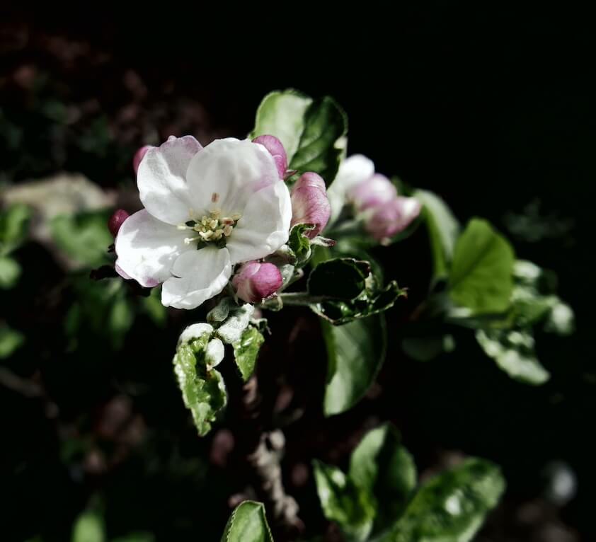 Appelbloesem bloem